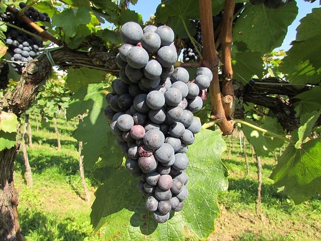 grapes-462393 640